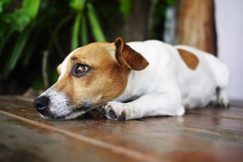 mi perro tiene vomito.jpg
